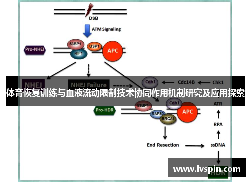 体育恢复训练与血液流动限制技术协同作用机制研究及应用探索